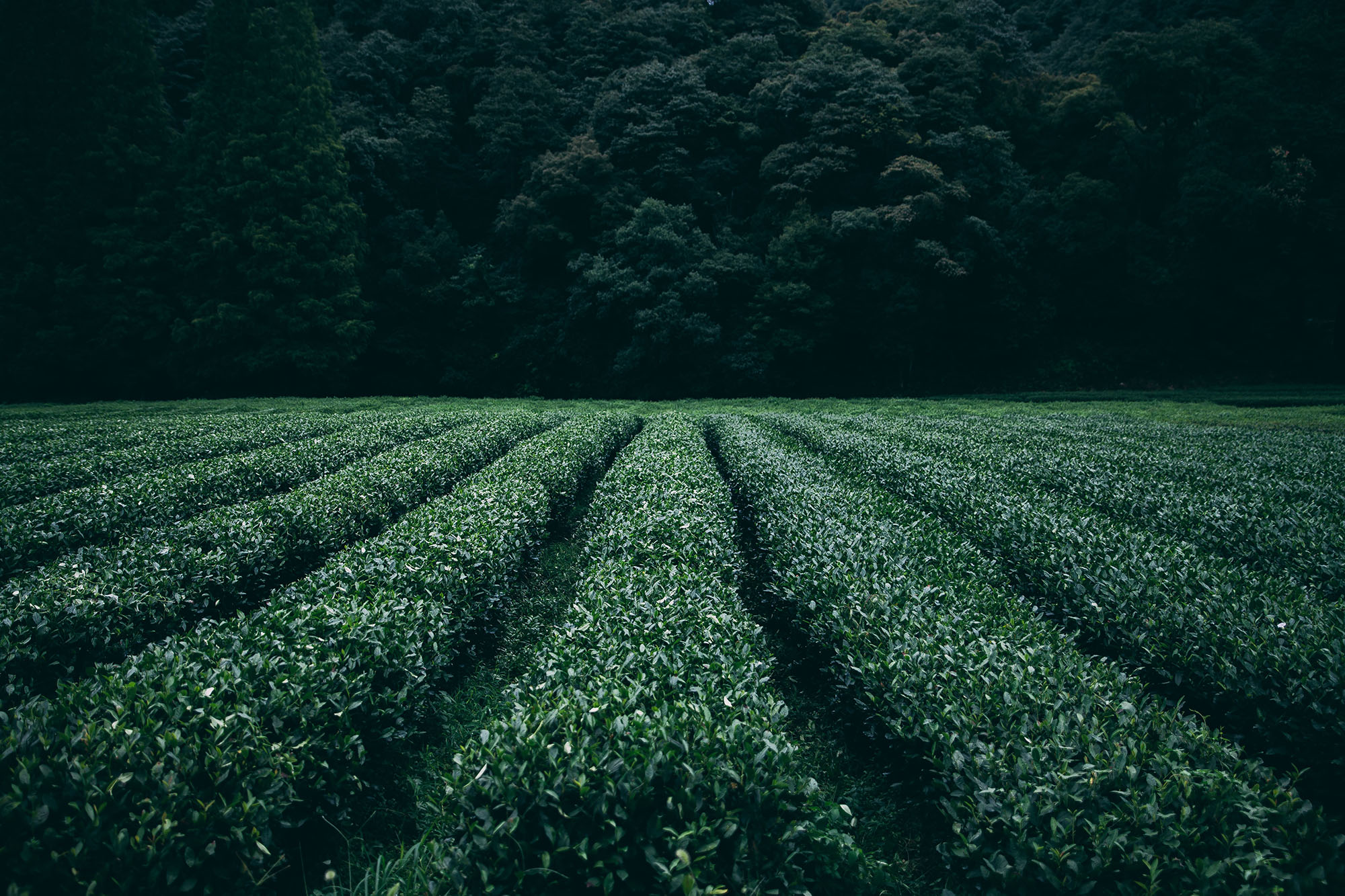 Green Landscapes